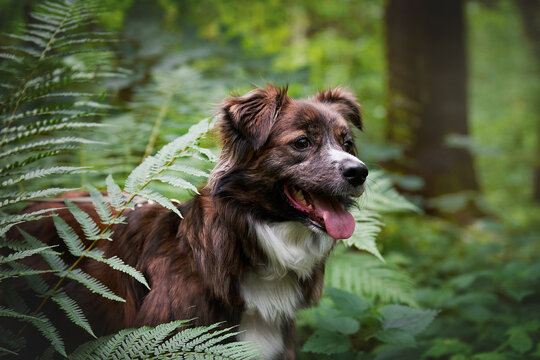 Dog in fern leaves, close-up