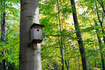 Small wooden bird house in the forest.