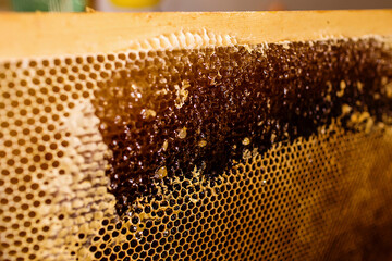 Frames of a beehive. Busy bees inside the hive with open and sealed cells for their young. Close up showing some animals and honeycomb structure.