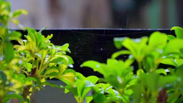 Wet green leaves on the house garden during rainy weather with siper web on it