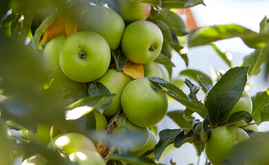 Ripe apples on a tree in a garden. Organic apples hanging from a tree branch in an apple orchard
