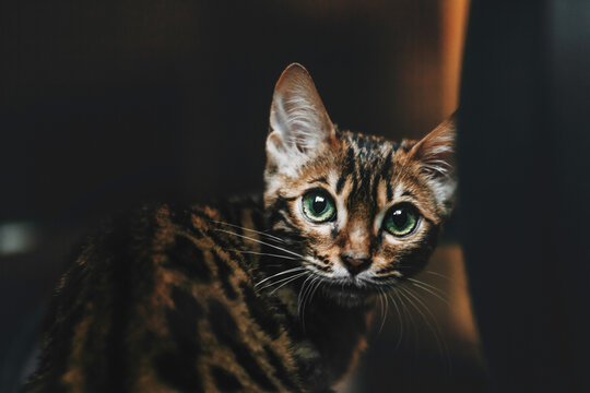 bengal cat cute kitten on a beautiful background