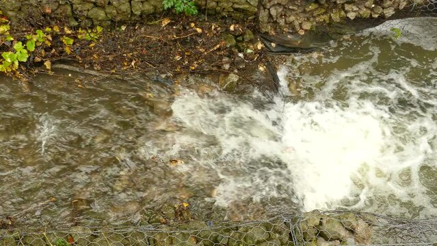 Salmon fish trying to cross waterfall stream by jumping up. Small river drift in Canada. Static high angle view