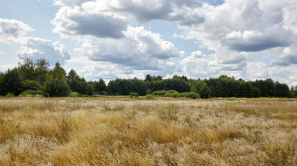 Panoramic photo of bright summer forest against the sky and meadows. Beautiful landscape of green trees and blue sky background