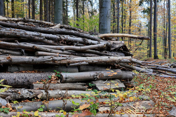 Tree trunks cut in the forest.