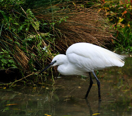 Aigrette garzette