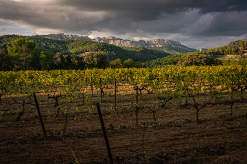 Fototapeta na wymiar beautiful landscape of the dentelle de montmirail , small mountains in provence France with vineyards in fore ground, taken at Beaume de Venise , vaucluse , France