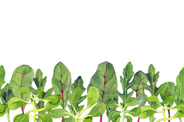 Watercolor arugula, beet and corn salad leaves. Seamless banner with green fresh plant sprouts. Hand-drawn illustration on  transparent.