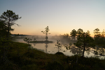 sunrise dawn on the swamp. Reflections of trees in lakes. Sunset, warm light and fog. Viru swamps Estonia