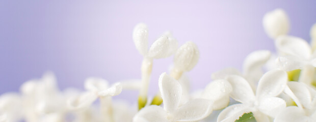 white lilac flower branch on a purple background with copy space for your text. banner