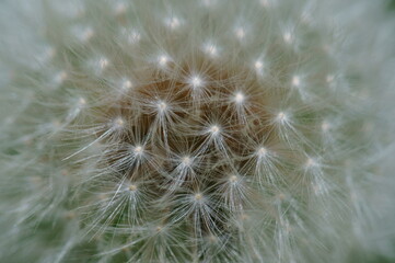 A close-up photo of a dandelion. Macro colors in nature.