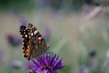 A beautiful butterfly collects nectar from wildflowers.