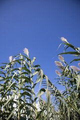 corn field against blue sky