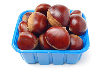 chestnut on a white background