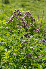 Close up view of pinc and lilac flowerheads of blooming oregano, origanum vulgare. Selected focus, blurred background