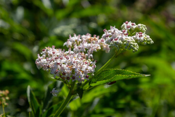 Black danewort Sambucus ebulus berries close-up. Blooming danewort, dwarf elderberry or elderwort, Sambucus ebulus