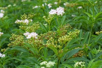 In the wild, elderberry herbaceous Sambucus ebulus blooms in summer