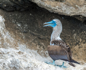 Blue footed boobies on Floreana Island, Galapagos Islands, Ecuador
