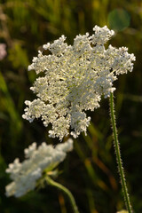 Daucus carota inflorescence, showing umbellets. White small flowers on garden. Blooming vegetables in the garden