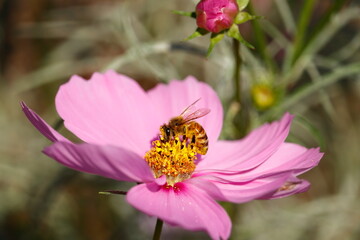 コスモスと蜜蜂