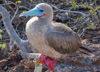 Red-footed booby, Genovesa Island, Galapagos Islands, Ecuador
