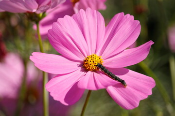 コスモスと幼虫