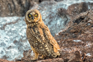 Short-eared owl, Genovesa Island, Galapagos Islands, Ecuador