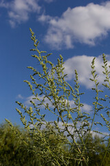 Artemisia absinthium is a perennial plant of the aster family. Medicinal, food, phytoncide, essential oil, dye, tannin-bearing and insecticidal culture. One of the most bitter plants in the world