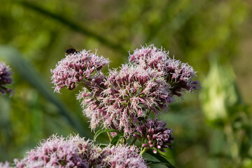 Eupatorium blossoming in a summer garden. Eupatorium cannabinum Local names davnik, hemp dog, dog hemp, etc. is a perennial herbaceous plant of the Asteraceae family