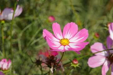 ピンクと白の秋桜