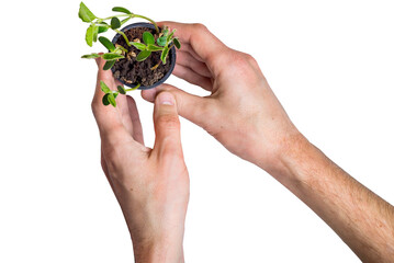 Hands hold a pot with a green young plant. Plant care concept. Sustainable living and organic...