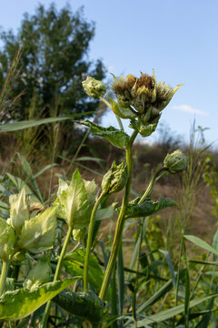 Cirsium oleraceum is a plant species from the Asteraceae family, common in Europe, ex. Siberia and Kazakhstan