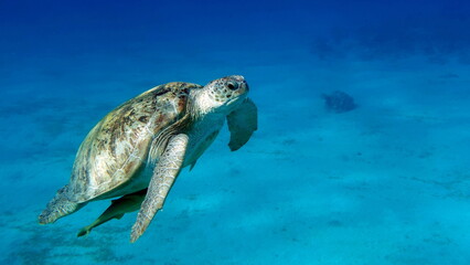 Big Green turtle on the reefs of the Red Sea. © Vitalii6447