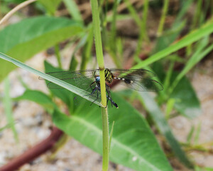 Breeding of dragonflies (Dragonfies mating)