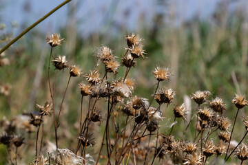 Centaurea jacea is a field plant of the aster family. Autumn plants with seeds. Medicinal plants