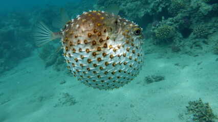 Fish hedgehog. Yellow-spotted cyclicht - grows up to 34 cm, feeds on crustaceans and molluscs. In case of danger, it takes the form of a ball, bristling spines. © Vitalii6447