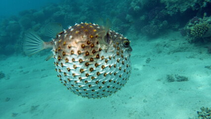 Fish hedgehog. Yellow-spotted cyclicht - grows up to 34 cm, feeds on crustaceans and molluscs. In case of danger, it takes the form of a ball, bristling spines.   © Vitalii6447