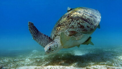 Obraz na płótnie Canvas Big Green turtle on the reefs of the Red Sea. Green turtles are the largest of all sea turtles. A typical adult is 3 to 4 feet long and weighs between 300 and 350 pounds. 