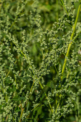 Chenopodium album is a type of annual herbaceous gray-green, covered with grayish powder plants of the Lobodaceae family