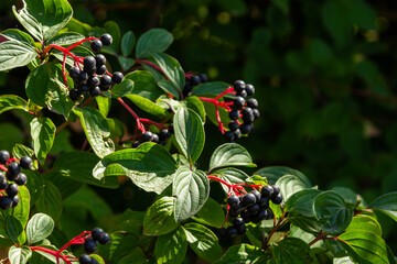 Cornus sanguinea is a perennial plant of the sod family. A tall shrub with small flowers and black...