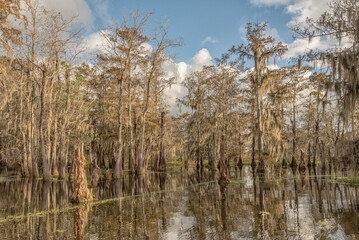 Obraz premium Cypress Swamp