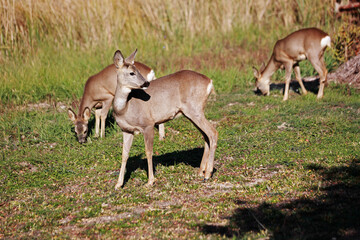 Deer near human settlements in autumn field.