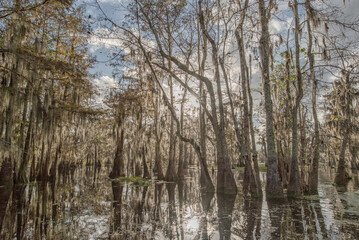 Obraz premium Cypress Swamp