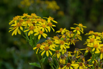 Closeup of many butterflies on a yellow flowering common ragwort or Jacobaea vulgaris plant