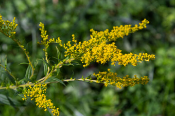 Yellow panicles of Solidago flowers in August. Solidago canadensis, known as Canada goldenrod or Canadian goldenrod, is an herbaceous perennial plant of the family Asteraceae