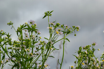 Flowers of wild chamomile or white-melkolepestnik in field against cloudy sky, selective focus. Summer floral scene with Erigeron annuus flowers