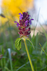 Beautiful prunella vulgaris are growing on a green meadow. Live nature