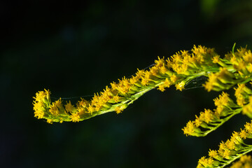 Solidago canadensis Canada goldenrod yellow flowers closeup