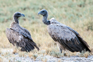 White-backed vultures