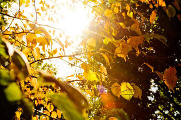 紅葉した梢に差し込む太陽の光